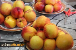 نمایشگاه غذا