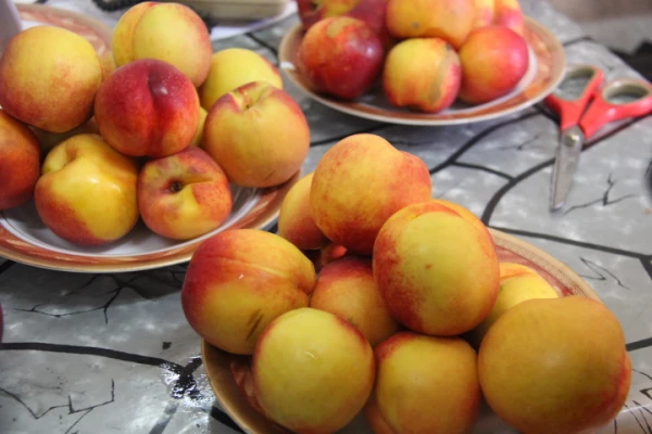 نمایشگاه غذا